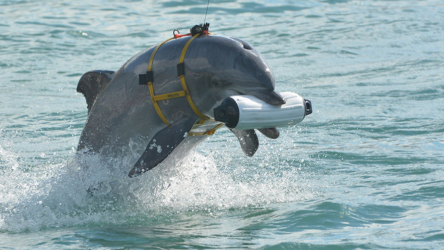 Боевой дельфин